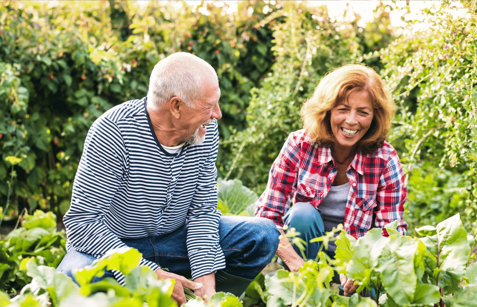 An older couple tends vegetables together in a garden. BestCareMatch editorial photo.